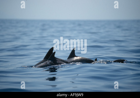 Rough-delfino dentata, slopehead, steno, focena ruvida, rough-focene dentata, nero focena (Steno bredanensis, Delphinus b Foto Stock