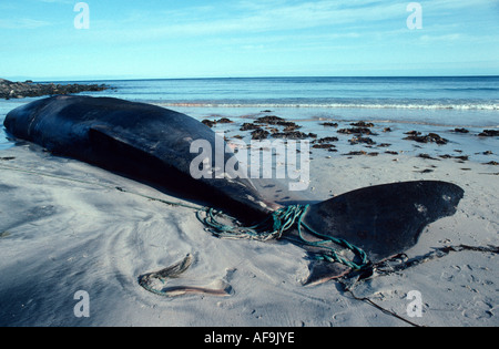 Capodoglio, grande capodoglio, spermaceti whale, tromba whale, cachalot (Physeter macrocephalus), morto, arenata animale, c Foto Stock