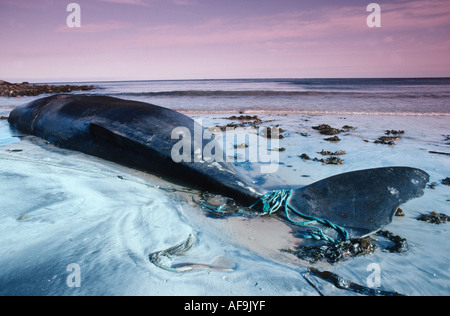 Capodoglio, grande capodoglio, spermaceti whale, tromba whale, cachalot (Physeter macrocephalus), morto, arenata animale, c Foto Stock