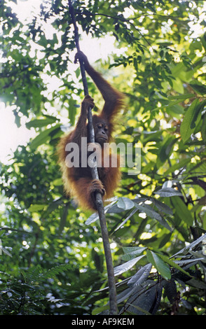 Orango, orangutan, orang-outang (Pongo pygmaeus), arrampicata ad una liana, Indonesia, Sumatra Foto Stock