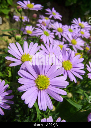 Tagliare foglie Daisy (Brachyscome multifida), infiorescenze Foto Stock