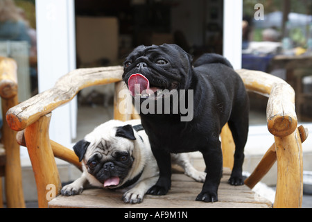 Pug (Canis lupus f. familiaris), due cani su una sedia, Germania Foto Stock