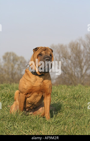 Shar Pei, Cinese Shar-Pei (Canis lupus f. familiaris), seduta sul prato, Germania Foto Stock