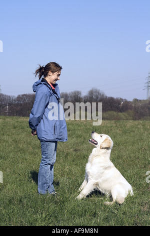 Golden Retriever (Canis lupus f. familiaris), seduto di fronte a una donna Foto Stock