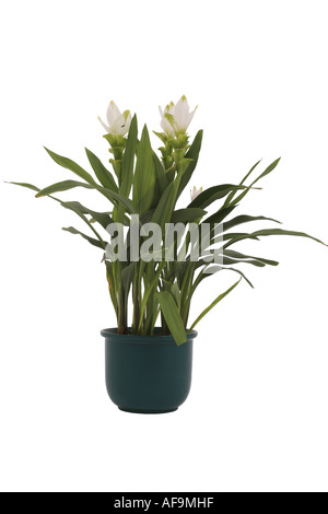 Siam Tulipani (Curcuma alismatifolia, Curcuma zedoaria), con il bianco delle brattee, in pot verde Foto Stock