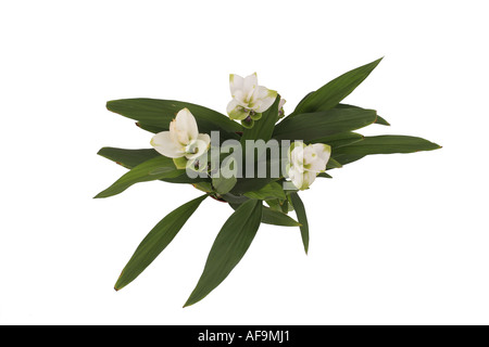 Siam Tulipani (Curcuma alismatifolia, Curcuma zedoaria), con il bianco delle brattee, vista dall'alto Foto Stock