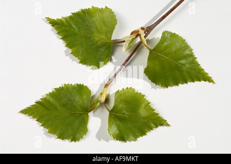 Betulla foglie, close-up Foto Stock