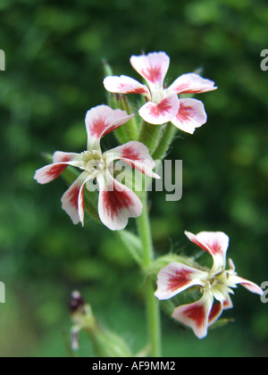 Inglese catchfly, piccolo fiore (catchfly Silene gallica), fiori Foto Stock