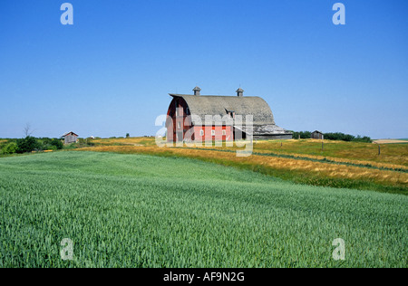 Un antico granaio rosso su un grano abbandonati farm, Saskatchewan, Canada. Foto Stock