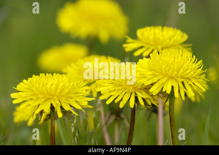 Comune di tarassaco (Taraxacum officinale), alcune teste di fiori, Paesi Bassi Foto Stock