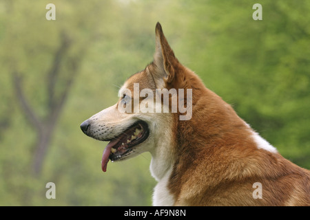 Welsh Corgi Pembroke (Canis lupus f. familiaris), ritratto Foto Stock