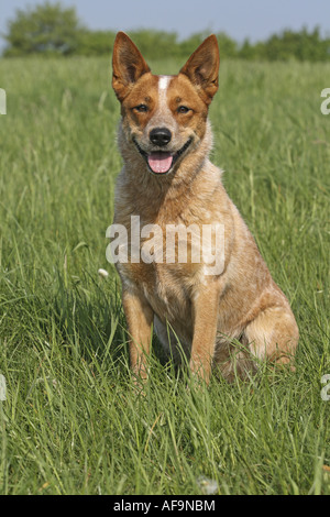 Miniature pinscher (Canis lupus f. familiaris), seduti in un prato Foto Stock