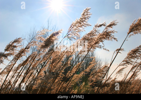 Erba reed, cannuccia di palude (Phragmites communis, Phragmites australis), infiorescenze in controluce, Paesi Bassi Foto Stock