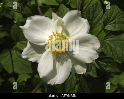 Anemone giapponese, Giapponese Windflower (Anemone japonica, Anemone hupehensis var. japonica), fiore singolo Foto Stock