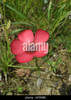 Scarlet lino (Linum grandiflorum var. rubrum, Linum grandiflorum 'Rubrum', Linum grandiflorum rubrum), fiore Foto Stock