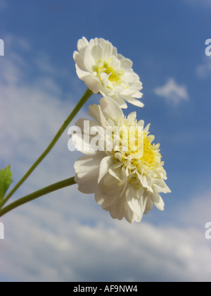 Featherfew, matricale, feather-leaf tansy (Tanacetum parthenium, Chrysanthemum parthenium), infiorescenza contro sky, Germania, Foto Stock