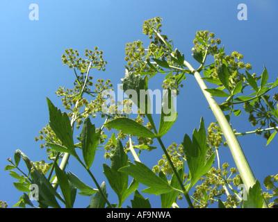 Giardino levistico, vescica seme (Levisticum officinale), rigogliosa pianta contro il cielo blu Foto Stock