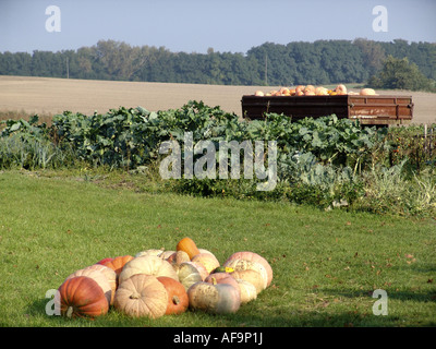 Zucca (Cucurbita spec.), raccolto in una fattoria, Germania Foto Stock
