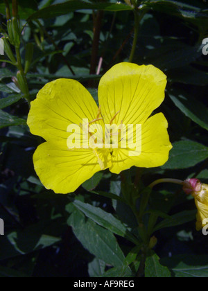 Sundrops, stretto-lasciava sundrops, Golden sundrops, Narrowleaf sera-primrose arbustivo sundrop (Oenothera fruticosa, Oenothera Foto Stock