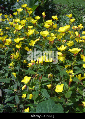 Sundrops, stretto-lasciava sundrops, Golden sundrops, Narrowleaf sera-primrose arbustivo sundrop (Oenothera fruticosa, Oenothera Foto Stock