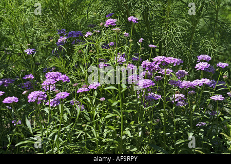 Globo candytuft, umbellate candytuft, comune candy-ciuffo (Iberis umbellata), infiorescenze Foto Stock