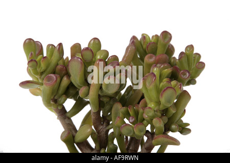 Impianto di giada, jade tree, dollar impianto (Crassula ovata "" di Gollum, Crassula ovata Gollum, Crassula argentea, Crassula obliqua, Krass Foto Stock