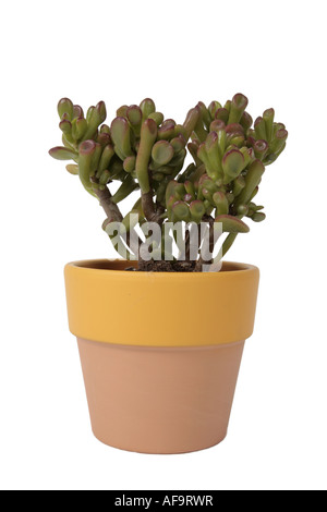 Impianto di giada, jade tree, dollar impianto (Crassula ovata "" di Gollum, Crassula ovata Gollum, Crassula argentea, Crassula obliqua, Krass Foto Stock