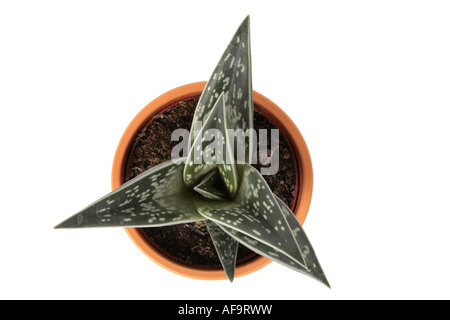 Partridge-breasted aloe (Aloe variegata), pianta in vaso Foto Stock