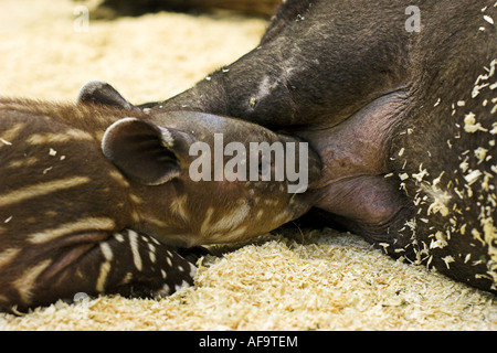 Baird il tapiro, America Centrale il tapiro (Tapirus bairdii), tre settimane vecchio cucciolo, infermieristica Foto Stock