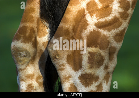 Giraffe reticolate (Giraffa camelopardalis recticulata), tacchi delle zampe posteriori, Germania, Allwetterzoo Muenster Foto Stock