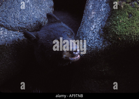 Black Bear Ursus americanus peaking la sua testa fuori tra massi lungo Anan Creek Tongass National Forest southeast Alaska Foto Stock