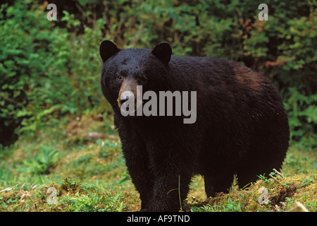 Black Bear Ursus americanus lungo Anan Creek Tongass National Forest southeast Alaska Foto Stock