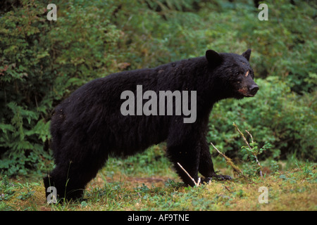 Black Bear Ursus americanus lungo Anan Creek Tongass National Forest southeast Alaska Foto Stock