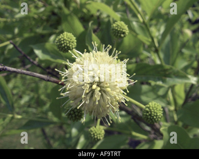 Comune (buttonbush Cephalanthus occidentalis), fioritura Foto Stock