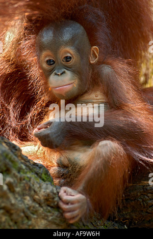 Orango, orangutan, orang-outang (Pongo pygmaeus), il ritratto di un orangutan cheeky baby giocando Foto Stock