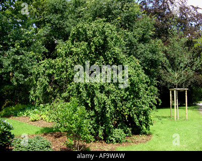 Struttura di cavatappi Hazel , comune nocciolo (Corylus avellana "Contorta', Corylus avellana contorta), boccola su un parco Foto Stock