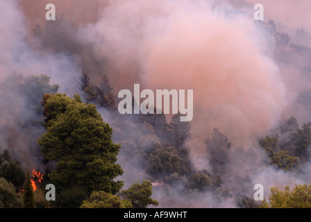 Pino di Aleppo (Pinus halepensis), incendi di foreste in Grecia in estate 2007, Grecia, Peloponnes, Olympia Foto Stock
