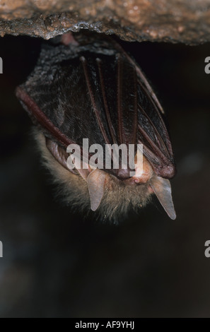 Un marrone long-eared bat in sospensione in una grotta. Foto Stock