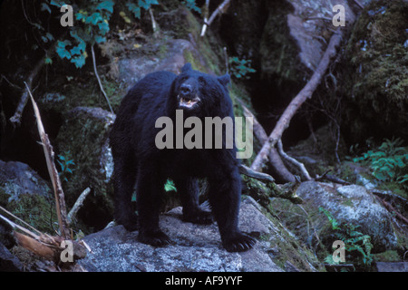 Black Bear Ursus americanus lungo Anan Creek Tongass National Forest southeast Alaska Foto Stock