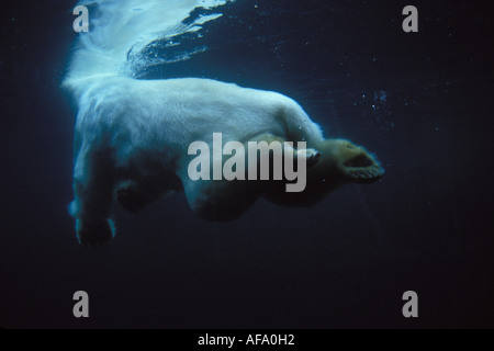 Orso polare Ursus maritimus nuoto sott'acqua in cerca di pesce lo Zoo di ancoraggio Anchorage in Alaska Foto Stock