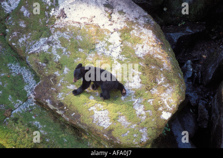 Black Bear Ursus americanus cub su un masso lungo Anan Creek Tongass National Forest southeast Alaska Foto Stock