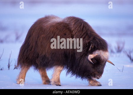 Muskox Ovibos moschatus torello sulla centrale di Arctic pianura costiera del versante nord del Brooks Range Alaska Foto Stock