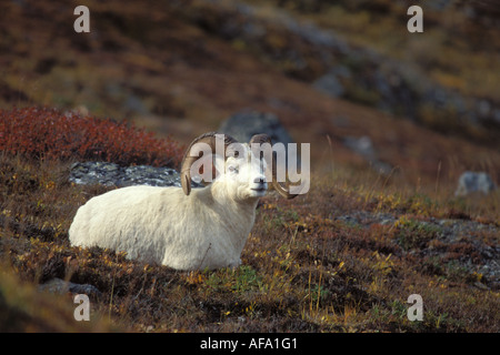 Dall ovini ovis dalli ram in appoggio sul Monte Margaret Denali National Park interno dell Alaska Foto Stock