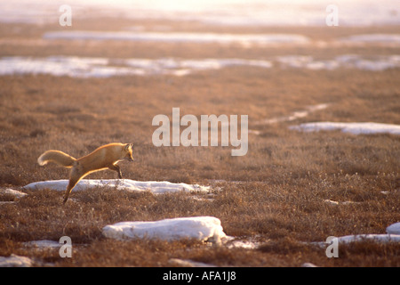 La volpe rossa Vulpes vulpes saltando in preda 1002 pianura costiera dell'Arctic National Wildlife Refuge Alaska Foto Stock