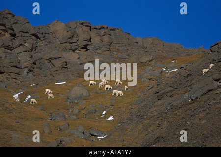 Dall ovini ovis dalli pascolo di gruppo sul Monte Margaret Denali National Park interno dell Alaska Foto Stock