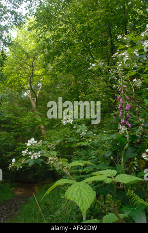 Woodland Trust legno Whitleigh riserva naturale in Plymouth Devon Foto Stock
