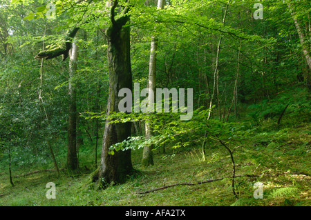 Woodland Trust legno Whitleigh riserva naturale in Plymouth Devon Foto Stock
