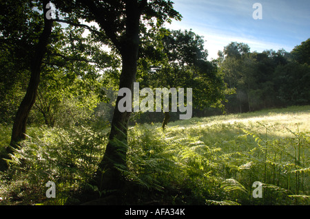 Woodland Trust legno Whitleigh riserva naturale in Plymouth Devon Foto Stock