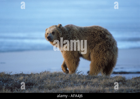 Orso bruno Ursus arctos orso grizzly Ursus horribils portano lungo la costa artica Prudhoe Bay North Slope Alaska Foto Stock