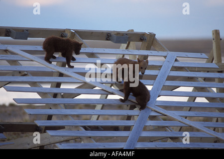 Orso bruno Ursus arctos orso grizzly Ursus molla horribils cubs giocare su un recinto di neve lungo la costa artica Versante Nord Alaska Foto Stock
